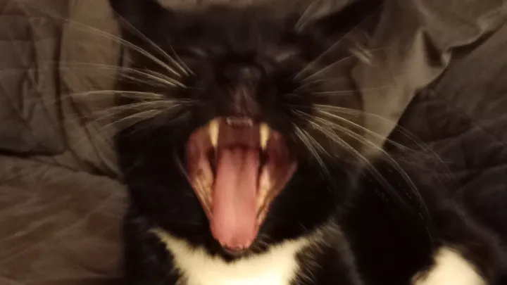 A photo of a black cat with mouth wide open, showing fangs